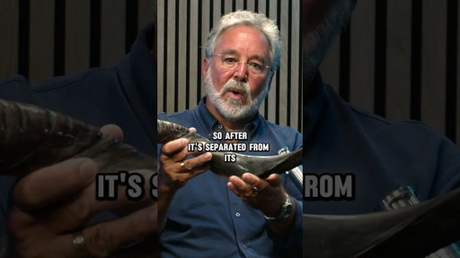 Why The SHOFAR Is IMPORTANT! #jewish #bible #christ