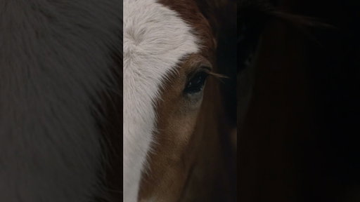 Budweiser | Super Bowl LX Teaser 'Foal'