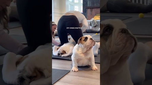 There’s nothing better 😇 #puppyyoga #englishbulldog #puppysphere