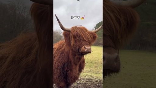 A day in the life of a Highland Cow in Scotland 🐮🤭