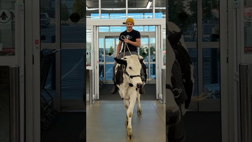 Trying to shop at @dbsupply with Buttons! #cow #brucethecow #farm #animals