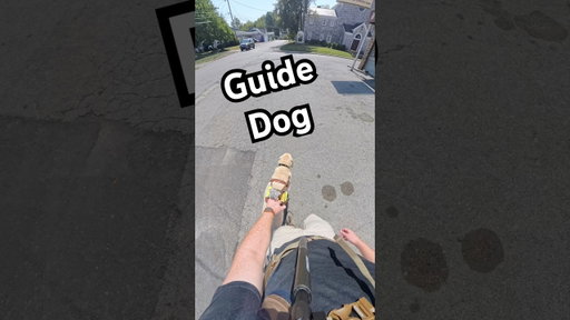 What Does My Guide Dog Do When The Side Walk Disappears?! #guidedog #dog #dogs