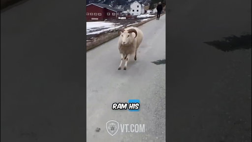 If Animals Could Talk 😂