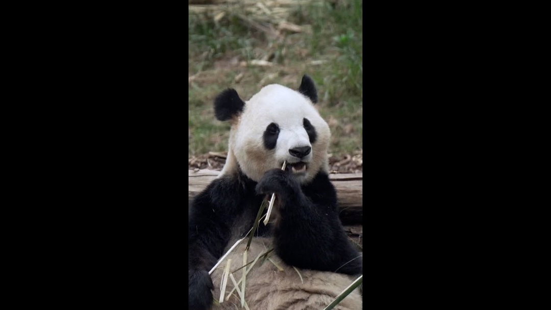 Meet the two giant pandas heading to Atlanta from China
