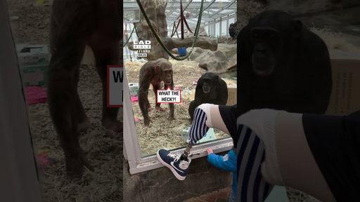 Chimps Are Shocked by Man’s Prosthetic Leg 😮🦿