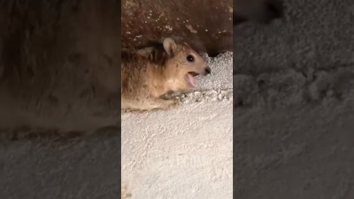 He Won’t Come Down And He’s Still Screaming! 😡🤯