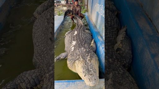 Giant saltwater crocodile 🐊 in Sulawesi ! #indonesia #crocodile #reptiles #tiktok #explore