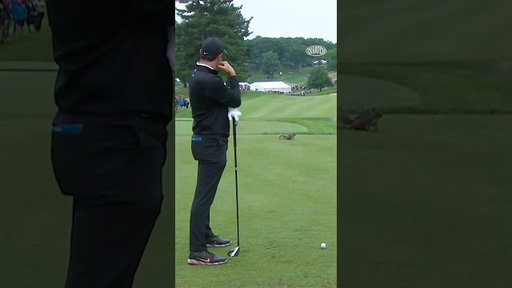 This squirrel might be the only thing that can stop Rory now. 😭 #TheMasters