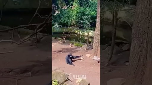Funny Animal Compilation Pt.2 😂