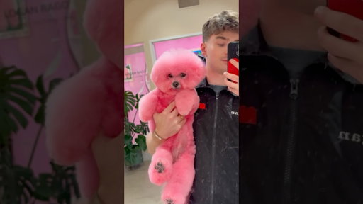 Pink bichon alert 🚨