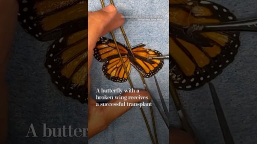 A butterfly with a broken wing receives a transplant