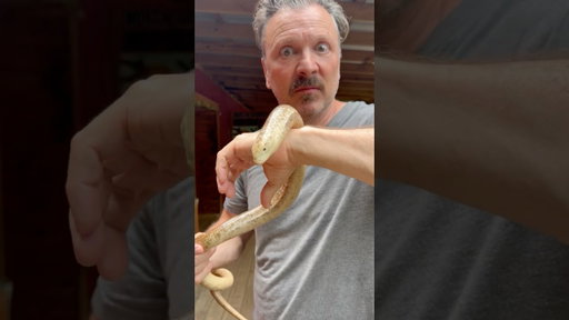 This is the giant European legless lizard!