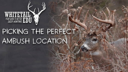 How to Ambush Big Bucks | Whitetail EDU | With Mark Kenyon