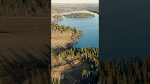 Locals of Nature's Heartland - Dimps Horn