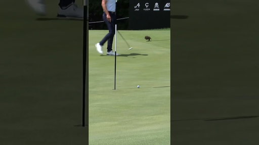 Jon Rahm showing some touch in New York 🤌 #shorts #golf