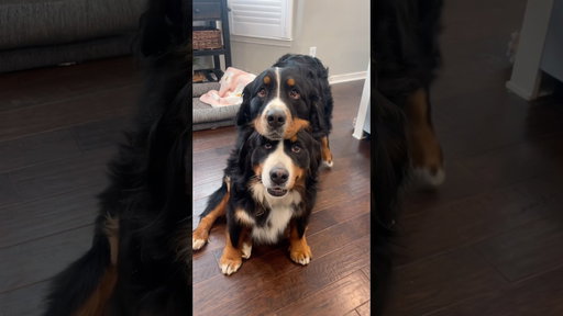 The Cutest Video of My Bernese Mountain Dogs 🥹🩷