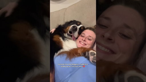 Petrified Rescue Dog Transforms Into the Cuddliest Teddy Bear🥹❤️🐻