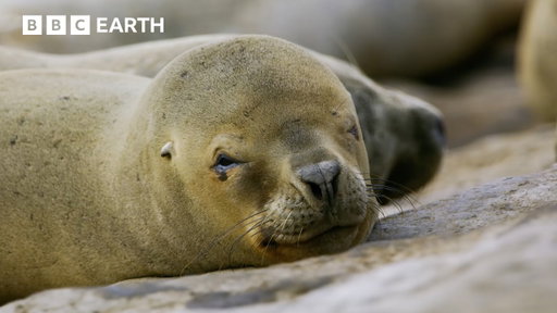 Extraordinary Moments Narrated By Sir David Attenborough | BBC Earth | BBC Studios