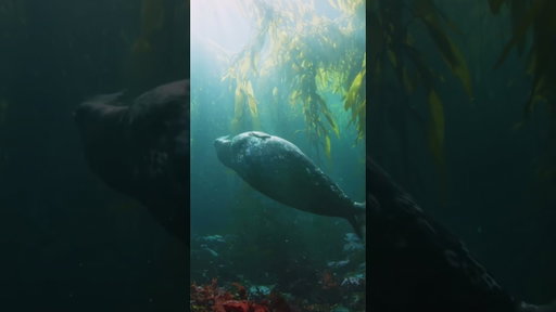 The Infinite Coast is teeming with wildlife!