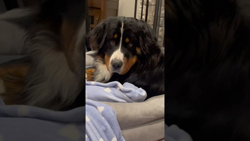 My Bernese Mountain Dog Doesn’t Like to Share His Puppy Blanket 😂