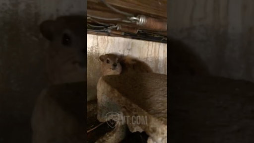 I Unstuck Him And He's STILL Screaming! 😡🤯