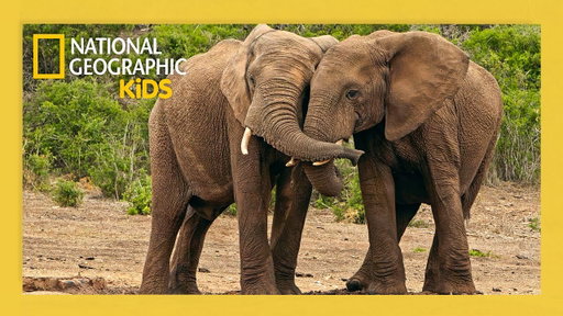 Elephants, Dolphins, & Honeybees, They're Just Like Us! Full Episode | 4K | Wild Words @natgeokids
