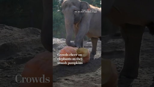 Crowds cheer on elephants as they smash pumpkins