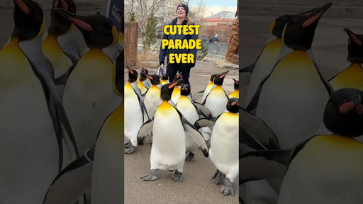 Cutest Parade Ever | Penguin Walk at the Calgary Zoo 🐧