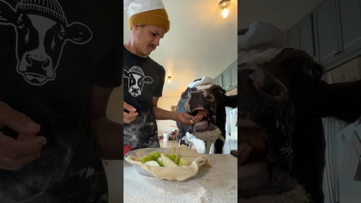 Trying to make apple pie with Bruce! #cow #brucethecow #farm #animals
