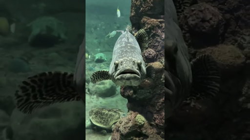 We made a fancam for this fish!📍SeaWorld San Diego
