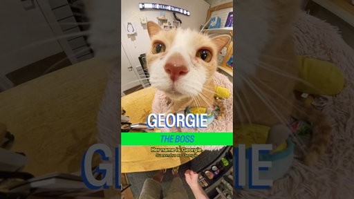 Meet Georgie in the Lower East Side