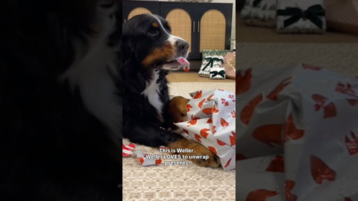 Bernese Mountain Dog LOVES To Unwrap Presents 😂