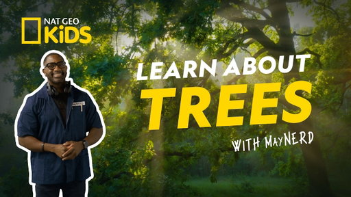 3 Types of Trees & Their Cool Secrets 🌴| The Wonder List | Earth Month 🌎 | @natgeokids