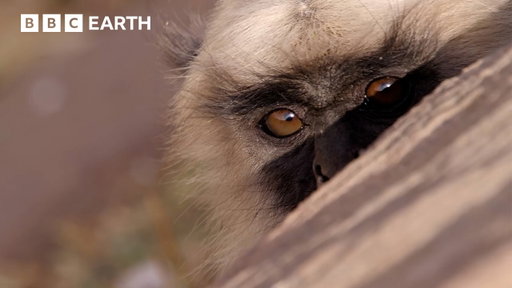 Extraordinary Animal Encounters Narrated By Sir David Attenborough | BBC Earth | BBC Studios