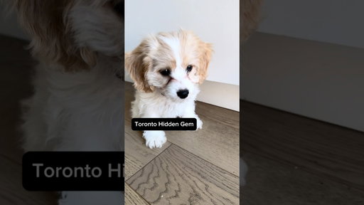 Hidden Gem: Mom and Dad's Kitchen with @acanapetfood
