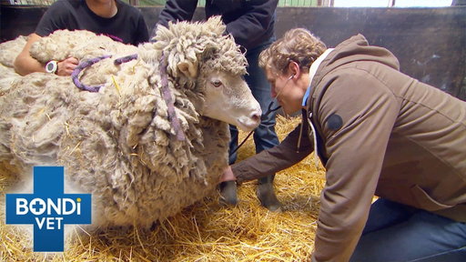 Sheep Carrying 40lbs Of Excess Wool After 5 Years On The Run 😱 | Bondi Vet
