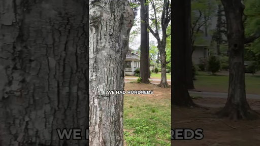 We Had Hundreds Of Buyers Show Up For One House #realestateinvestor #sellingyourhomefaster