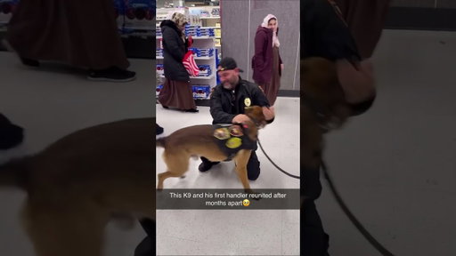 Dogs are the best