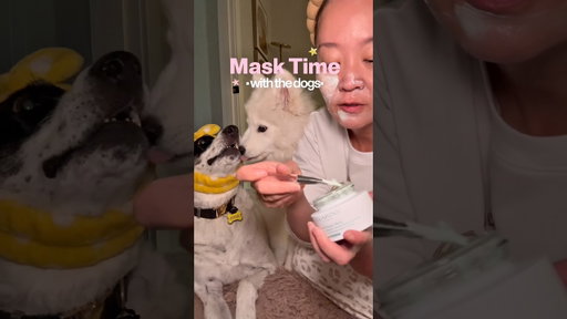 Nighttime skincare with the dogs. 🫶🐶🐻‍❄️ #puppies #samoyed #funnydogs