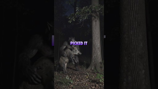 Halloween Special: Unexplained Encounters | The Rougarou