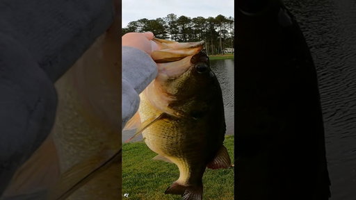 I caught an absolute GIANT BASS on a GLIDE BAIT‼️ #ytshorts #fishing #bassfishing #swimbait  #viral
