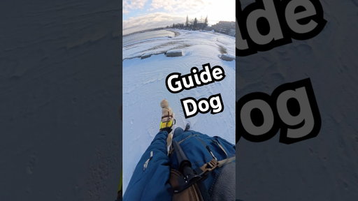 It Took 2 Minutes For My Guide Dog and I To Get Back On Track! #guidedog #dog #dogs