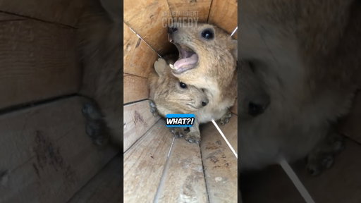 Why Is He Screaming At Me Now?!