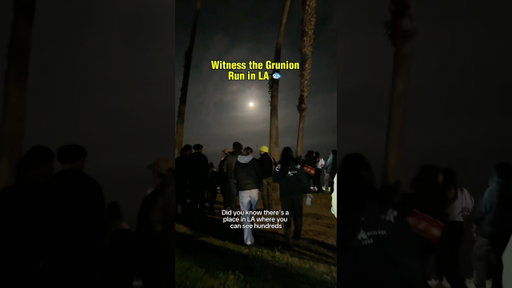Witness The Grunion Run in LA 🐟