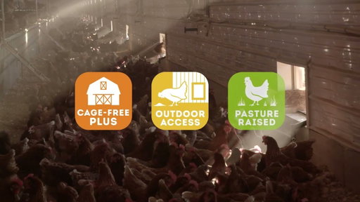 Egg Standards: Beyond Cage-Free | Whole Foods Market
