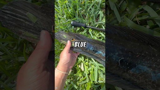 I caught something I have NEVER caught before⁉️ #fishing #shorts #snakehead #florida #viral
