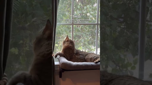Life Of A House Cat