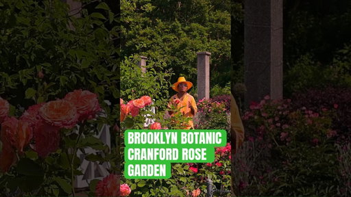 Let’s take a field trip to the Brooklyn Botanic Cranford Rose Garden 🌹