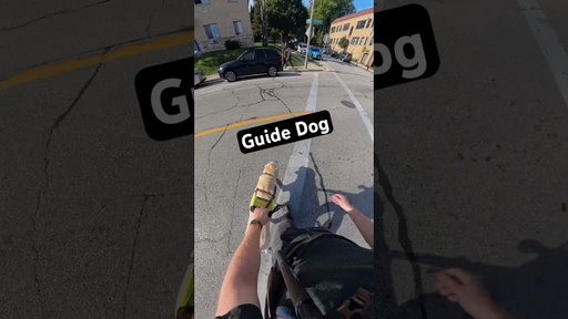 Does My Guide Dog Make A Mistake Here? #guidedogs #dog #dogs