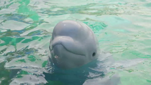 SeaWorld San Antonio Beluga Rescue Report